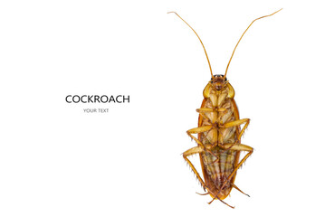 Cockroaches, action image of Cockroaches, Cockroaches isolated on white background.