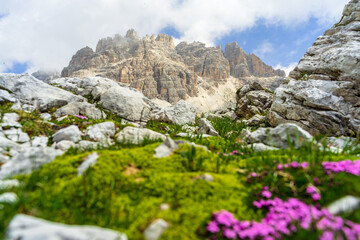 Fiori e roccia in montagna 