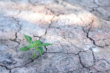 Small green plant growing on cracked ground drought summer season environment background