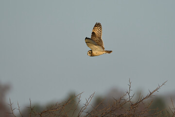 Short-eared owl (Asio flammeus)