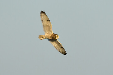 Short-eared owl (Asio flammeus)