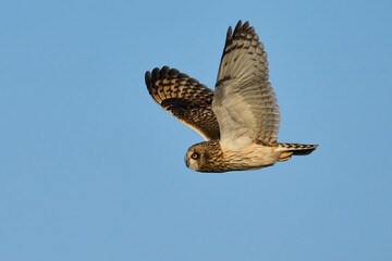 Short-eared owl (Asio flammeus)
