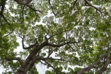 , the shade of a tree image, a leafy shade