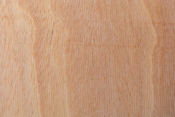 Light rough textured cut surface of an African tree. Wood background or blank for design