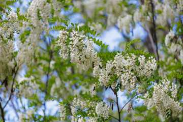 Blooming acacia branches with flowers in spring, selective focus