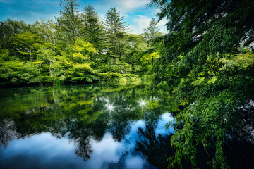 Fototapeta na wymiar 光が映り込む水面と、水草がしなやかに川の流れにゆらゆらと揺れている美しい軽井沢の雲場池の夏の風景