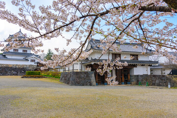 Fototapeta premium 白石城と桜 