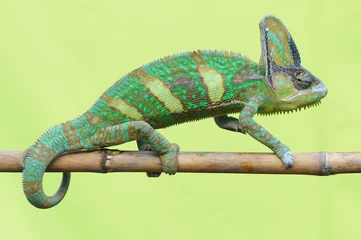 Foto op Canvas chameleon veiled   © andri_priyadi
