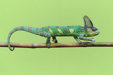 chameleon veiled	
