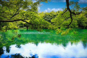 Fototapeta na wymiar 光が映り込む水面と、水草がしなやかに川の流れにゆらゆらと揺れている美しい軽井沢の雲場池の夏の風景