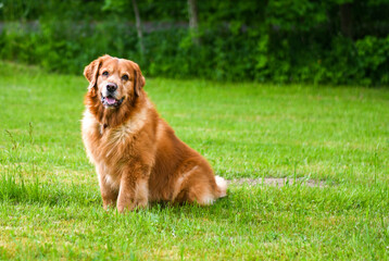 Dog foto Golden Retriver portrait 