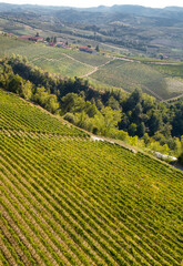 Fototapeta premium Vigneto di barolo