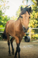 Obraz premium pony in paddock with a sunny morning scenic nature view at Taman Botani Negara Shah Alam Malaysia