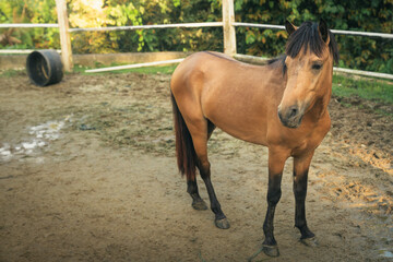 pony in paddock with a sunny morning scenic nature view at Taman Botani Negara Shah Alam Malaysia