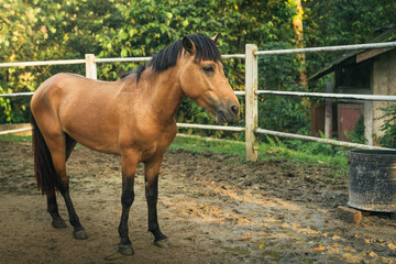 pony in paddock with a sunny morning scenic nature view at Taman Botani Negara Shah Alam Malaysia