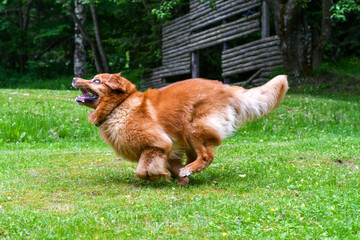Dog foto Golden Retriver portrait 