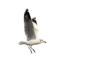 Beautiful seagull flying isolated on transparent background png file