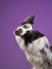 funny dog on a colored background. Happy border collie licks his lips in the studio. pet portrait