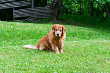 Dog foto Golden Retriver portrait 