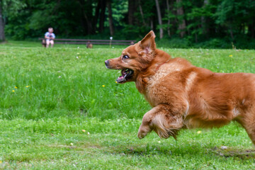 Dog foto Golden Retriver portrait 