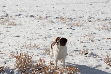 Trained Irish red and white setter working dog standing still in the snow looking into the distance...