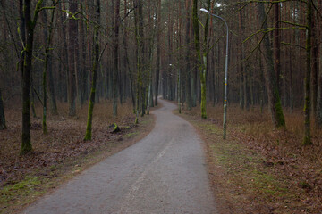 Spring forest landscape after the snow melts and a pedestrian winding road in the forest.