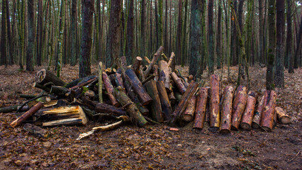 Spring forest landscape after melting snow and a pile of sawn firewood.