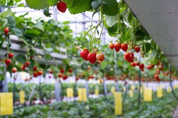 strawberry in smartfarm greenhouse production