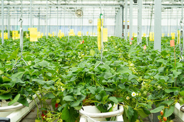 greenhouse with strawberry smartfarm strawberry harvest indoor production