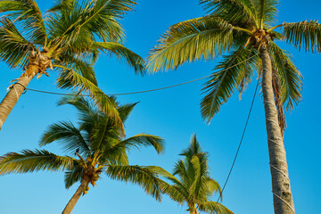 Fototapeta premium palms on the beach and a clear blue sky in the background