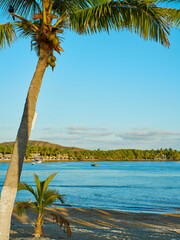 palms on the beach and a clear blue sky in the background