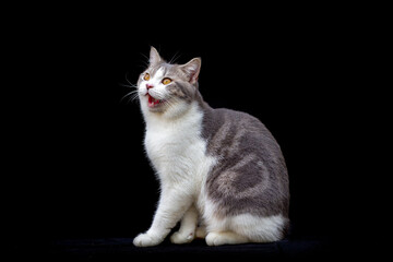 White Tabby cat looking the food. Scottish fold kitten looking something on black background.Hungry white cat with copy space.