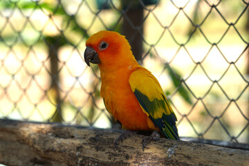 Colorful parrots in the park