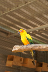 Colorful parrots in the park