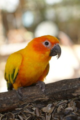 Parrots are deliciously eating sunflower seeds.