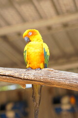 Colorful parrots in the park