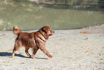 Dogs love, Golden Retriever