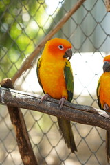 Colorful parrots in the park