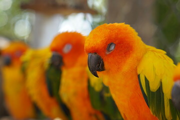 Colorful parrots in the park