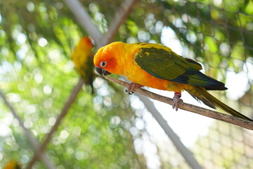 Colorful parrots in the park