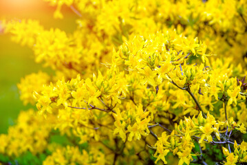 yellow rhododendron blooms in the Botanical garden
