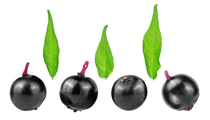 Black berries of Sambucus and green leaves of elderberry isolated on a white background. Black...