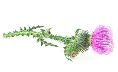 Fototapeta na wymiar Thistle flower with leaves isolated on a white background