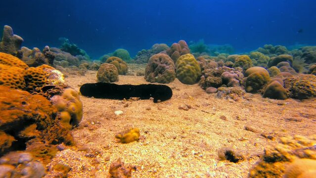 Timelapse of a moving black sea cucumber among the coral in the sea.