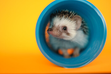 Hedgehog in tunnel . african hedgehog In the blue tunnel on an orange background .Toys for hedgehogs. Pets.