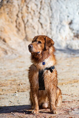 golden retriever dog