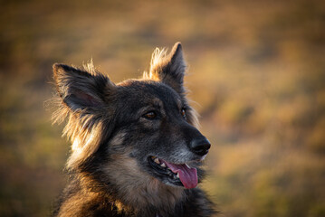 portrait of a dog