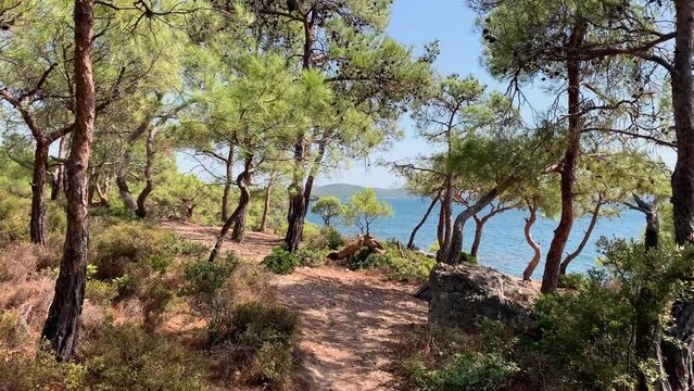 Footage of pine trees called Pinus Brutia, Aegean sea captured in Aegean coast of Turkey. It is a sunny summer day. Camera moves forward.