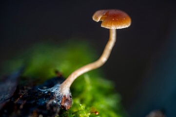 Tubaria fue dura es. Macrophotography of mushrooms 