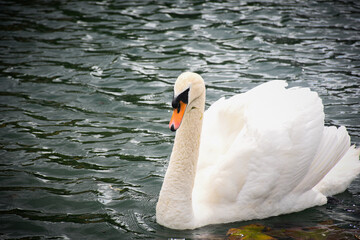 swan on the lake